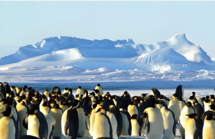 COP30凝聚全球共识 应对气候变化迈入新阶段  