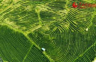 绿水青山育好茶 白沙擦亮“金叶子”  