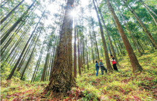 借鉴国际实践经验开展森林可持续经营
