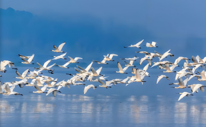 辽宁大连旅顺口：为候鸟迁徙建“驿站” 