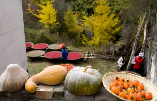 安徽石台：“晒秋”火成文旅品牌  