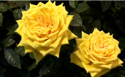 延时摄影看黄月季明媚绽放  