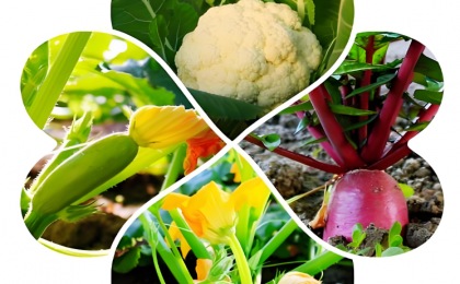 智能大棚种好菜   