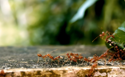 科学家发现空气污染会引发蚁群崩溃  