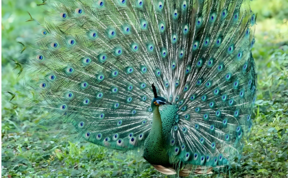 孔雀回归了保护区