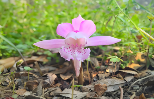 中国野生动植物种群稳定增长  