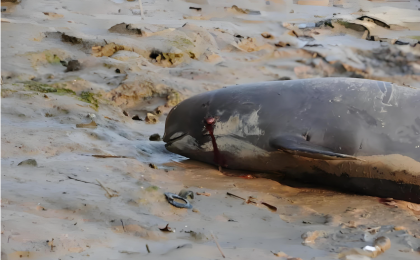 湖南桃源通报：初步认定江豚系搁浅死亡  