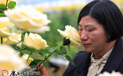 “文秀”月季映时代 以花载道香致远  