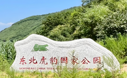 穿林踏雪，守护虎豹家园   