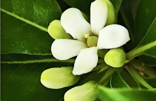 广西发现濒危植物新种七百弄海桐  