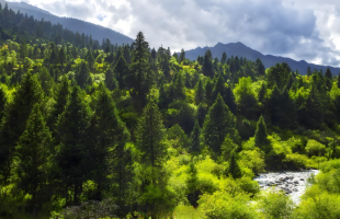 18项林草领域国家标准制修订计划获批立项  