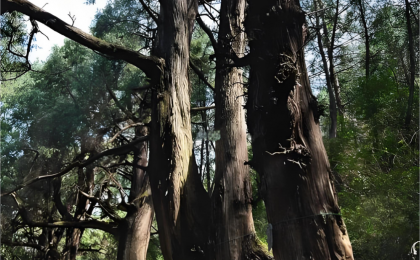 也谈翠云廊千年古柏带来的时代启示 