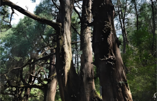 也谈翠云廊千年古柏带来的时代启示 