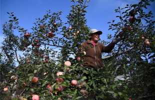 致敬治沙人！陕西苹果种植带北扩至毛乌素南缘