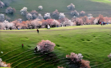美若仙境！新疆伊犁杏花草原雪山同框