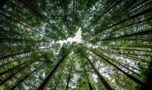 合力植绿，为山川大地增添锦绣