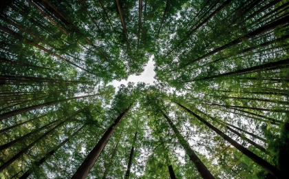 合力植绿，为山川大地增添锦绣