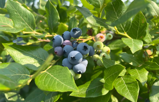 我国特色食品产区达450余个    特色农产品变身优势产业   