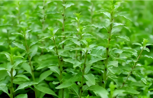 两片叶子背后的“山海情”    