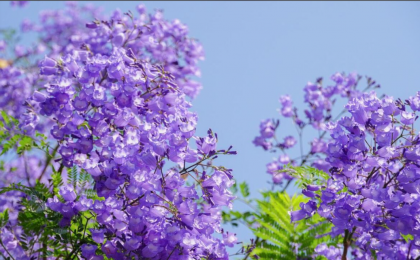 风起花影摇，云南巧家蓝花楹织就紫色梦境  