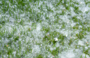 50天飞絮期！北京如何应对？  
