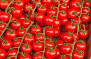 甘肃民乐：戈壁滩结出“金串串”  