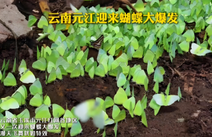 见者好运！云南孟连迎蝴蝶大爆发  