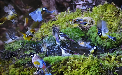 云南苍山综合科考累计发现新记录物种1000余种