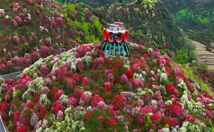 贵州毕节：百里杜鹃，迎来绚烂时节 