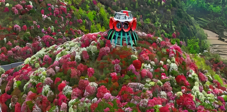 贵州毕节：百里杜鹃，迎来绚烂时节 