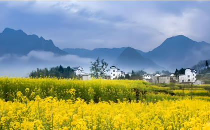 江西婺源：金浪拥古村 文脉润乡野 