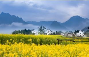 江西婺源：金浪拥古村 文脉润乡野 