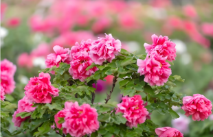 菏泽牡丹瓷：留住花开之美  