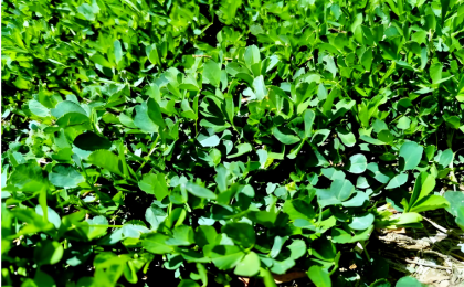 气象数据变信用资产！全国首单苜蓿气候贷为何落地这里？  