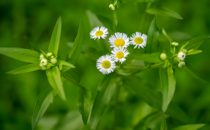 “为了让草木能呼吸”    