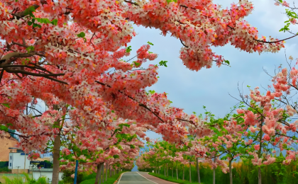 云南石屏神黄豆花盛放  