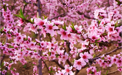 桃花、杏花、樱花有啥区别？看完治好你的“花痴” 