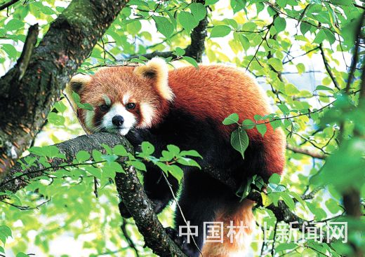 4ccc6a76aba61f3311cd03.jpg 4ccc6a76aba61f3311cd03.jpg