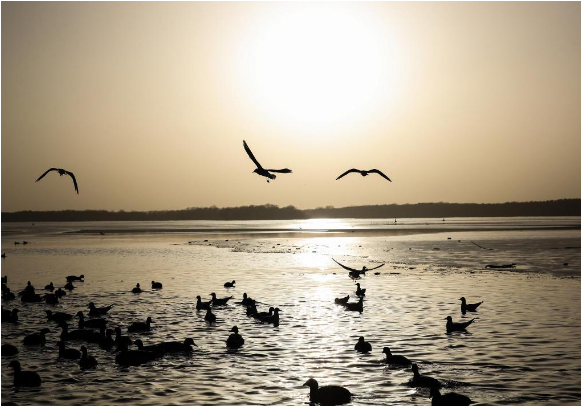 1761635871405198.png 2021年2月25日,水鸟在德国.png