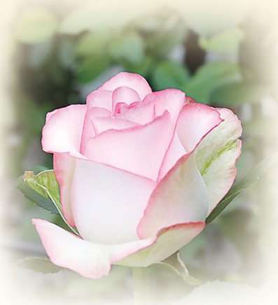 1761819064217230.png 沈阳市辽中区种植的2.png