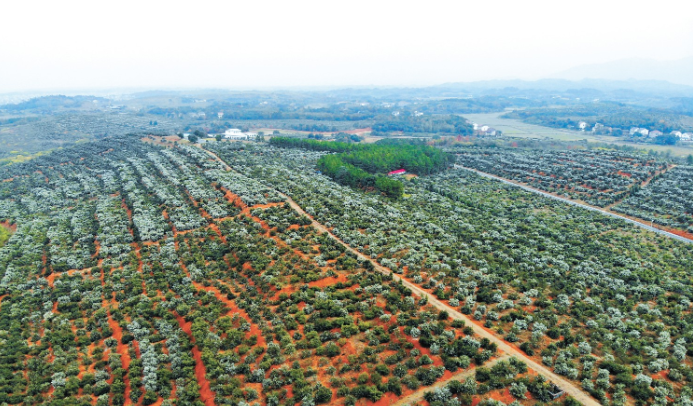 油茶种植基地.png