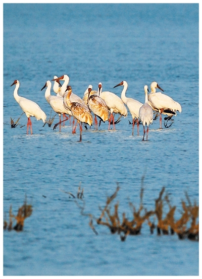 1762330108860658.jpg 白鹤。.jpg