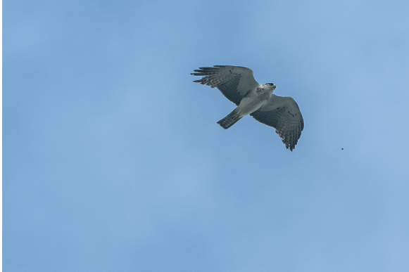 1763539330147477.png 棕腹隼鵰。杨1.png