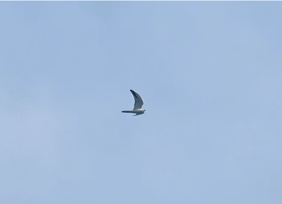 1763539350802057.png 草原鹞。.png