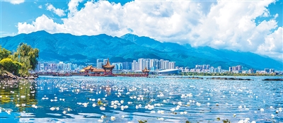 1763958317162125.jpg 洱海水质稳定向好,海菜.jpg