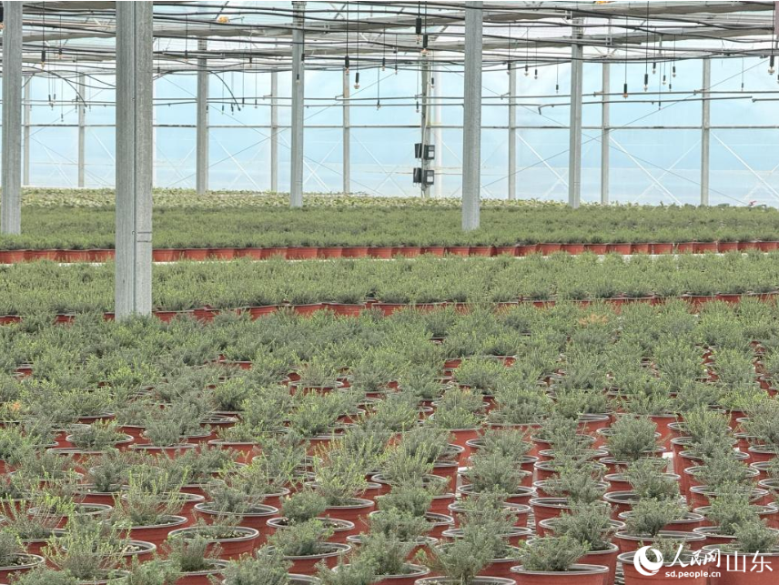 1764140159244216.png 北美冬青盆栽。.png