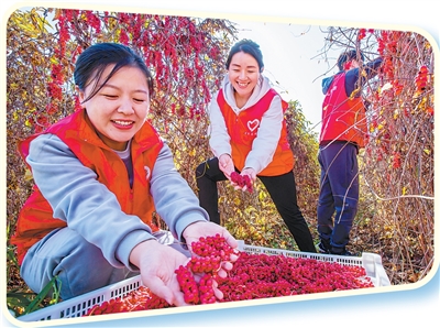 1764648852350623.jpg 鹤岗市党员助农.jpg