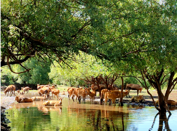 1764674526987077.png 大青山保护区内的麋鹿。白石头沟2.png