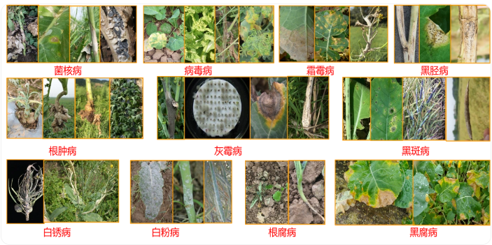 1774251040896688.png 我国油菜病虫草害主要发生种类(11种病害).png