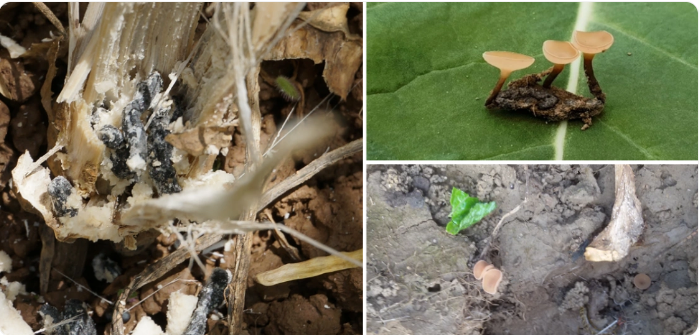 1774251101942097.png 油菜茎秆内的菌核以及菌核萌发产生的子囊盘.png